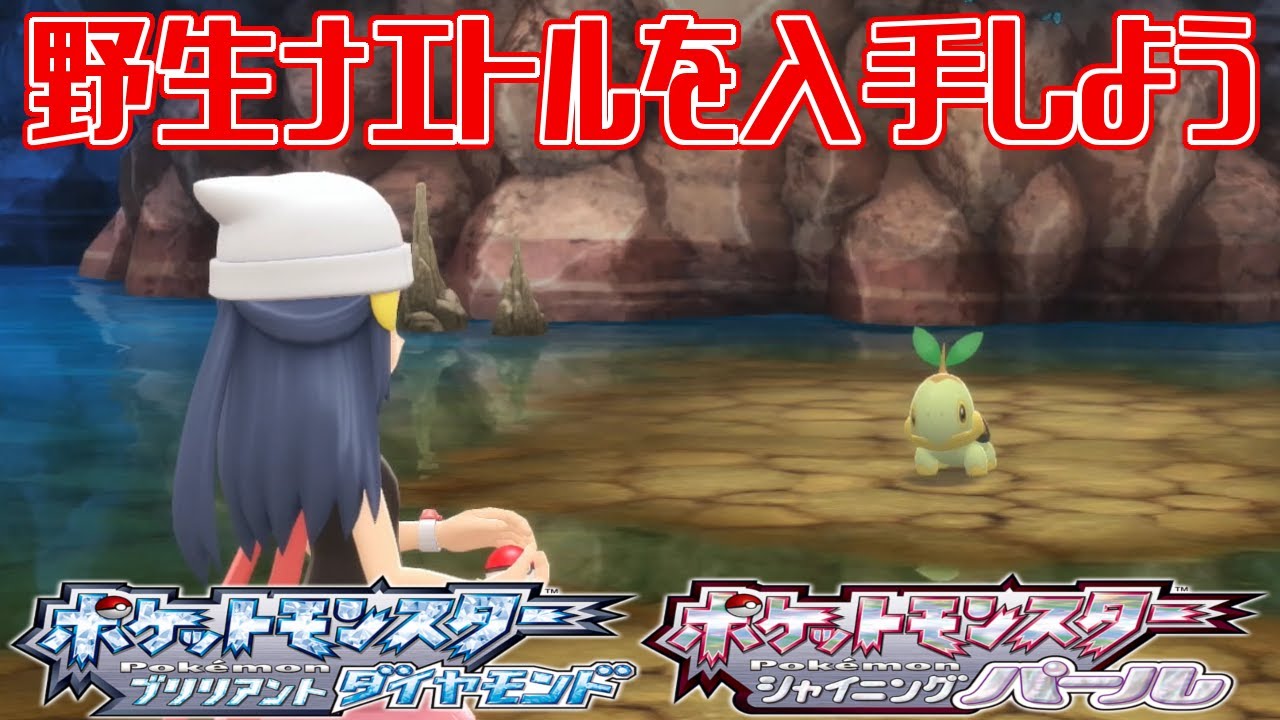 【ポケモンダイパリメイク】野生ナエトルを入手しよう【ポケットモンスター ブリリアントダイヤモンド・シャイニングパール】Pocket Monsters