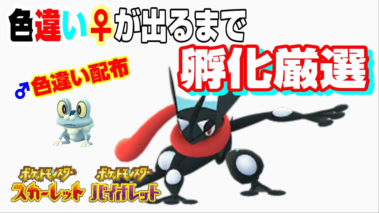 【ゲッコウガ】 ♀ケロマツ色違い出るまで　色違いの♂が出たら配布します