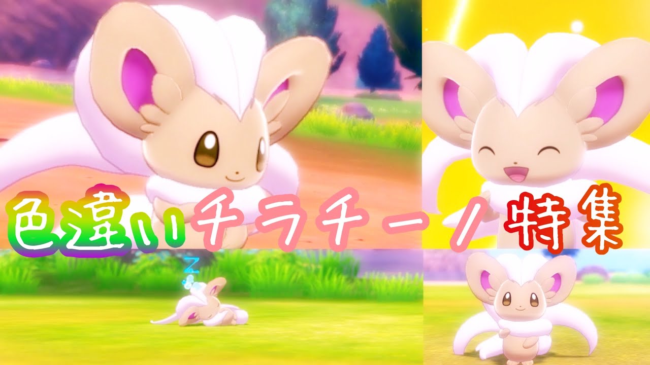 【ポケモンキャンプ#27】期間限定レイドでGETした色違いチラチーノ♡ Shiny Pokémon