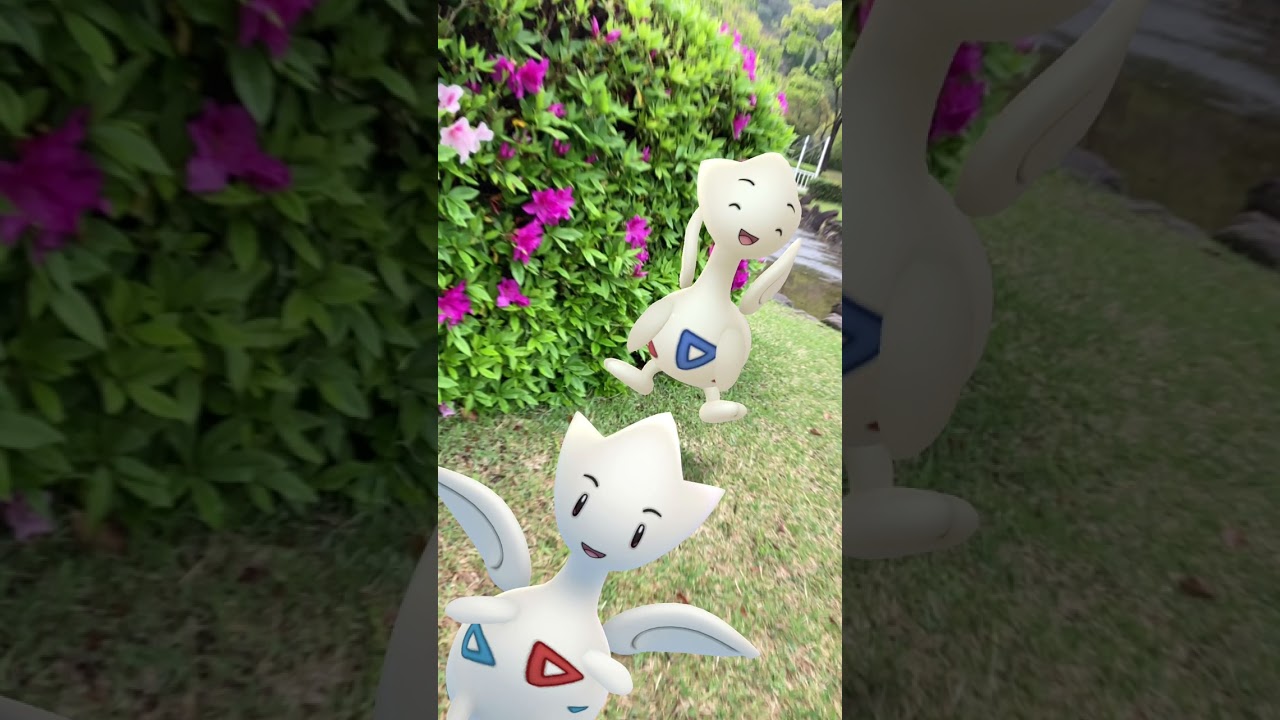 トゲピー｜Togepi｜トゲチック｜Togetic｜トゲキッス｜Togekiss｜ShinyPokémon｜GOphotobomb【ポケモンGO】PoKeMoN GO AR｜#Shorts