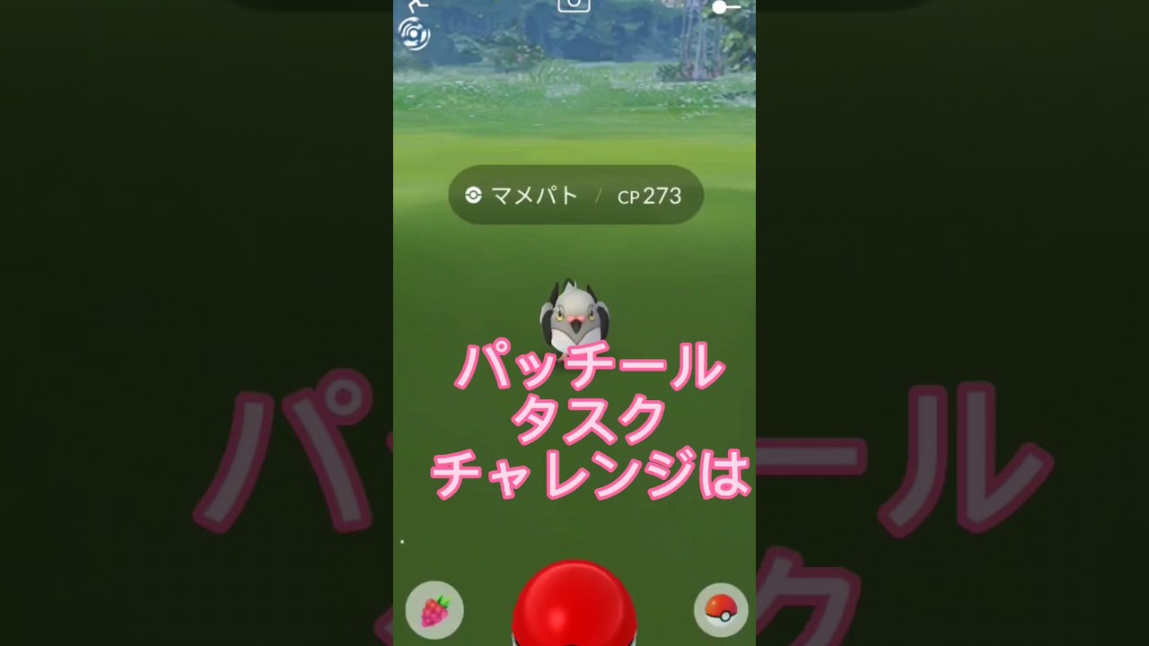 【色違いパッチール狙え！】ギネス記録に挑戦！ #ポケモンgo #pokémongo #パッチール