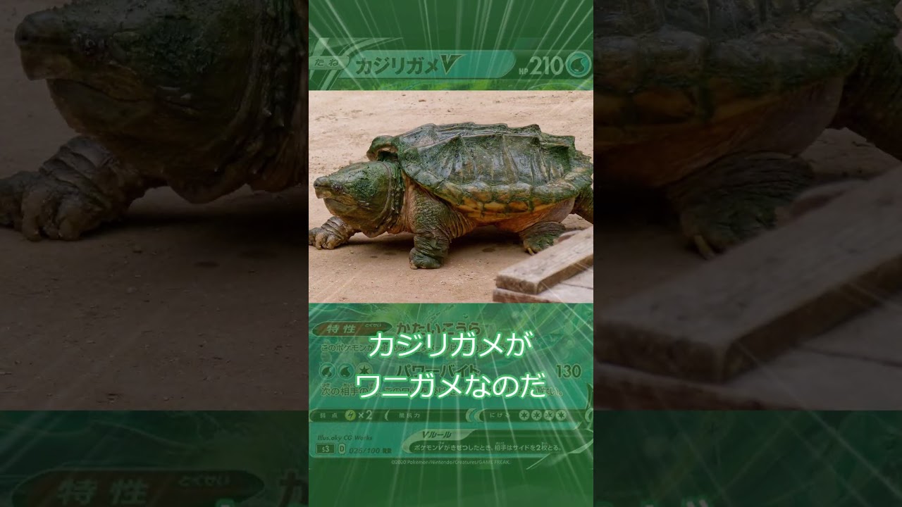 ずんだもんのポケモン元ネタ解説 カムカメ カジリガメ#Shorts