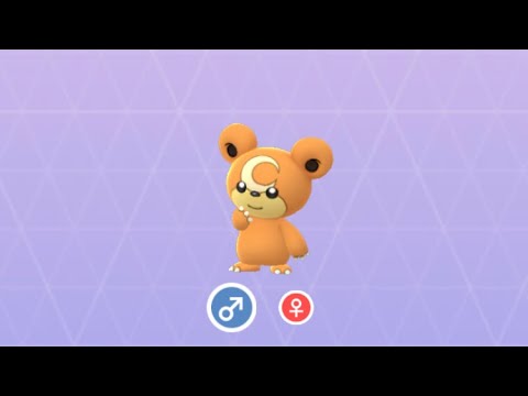 Pokémon GO 216 ヒメグマ