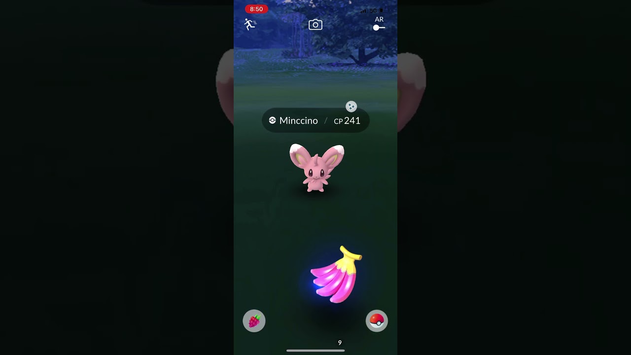 Catching Shiny Minccino in Pokemon GO