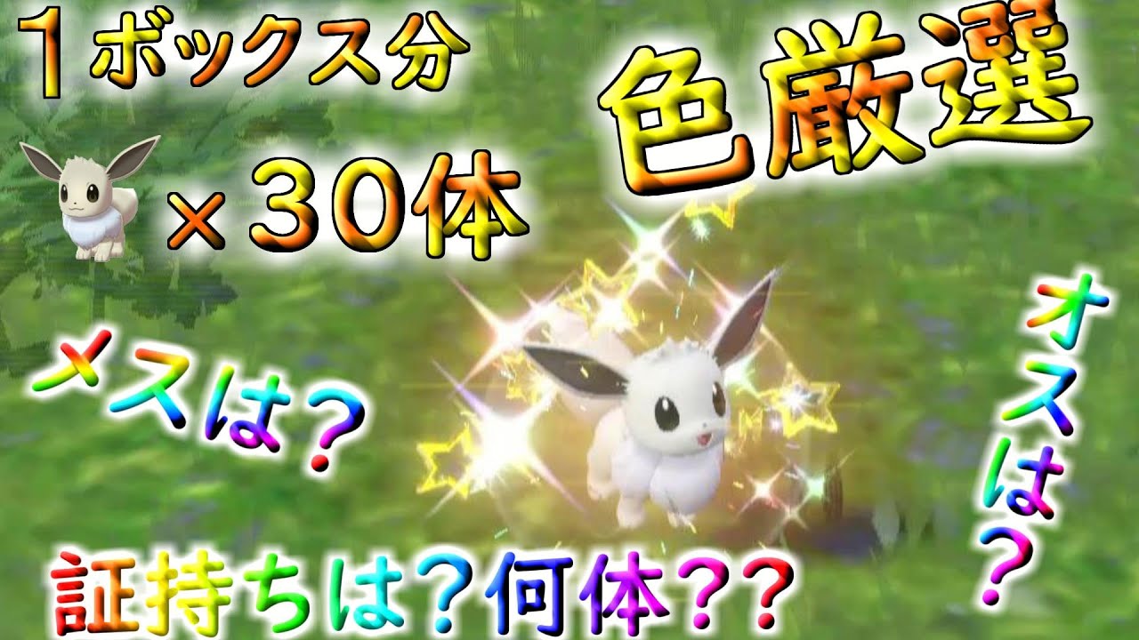 ポケモンSV「色違いイーブイ１ボックス分３０体 色厳選！！オスは？メスは？証持ちは？何体になるかな??」