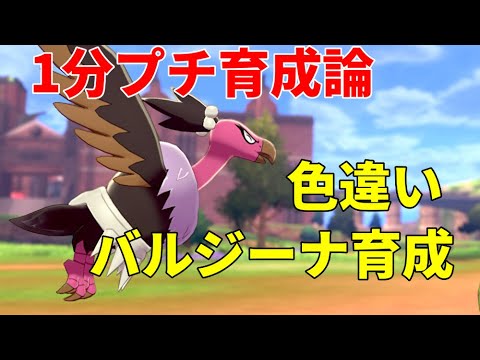 【ポケモン育成紹介】『色違い』バルジーナをプチ育成 『イカサマ鉄壁型初心者用』【ポケットモンスターソード・シールド/剣盾】