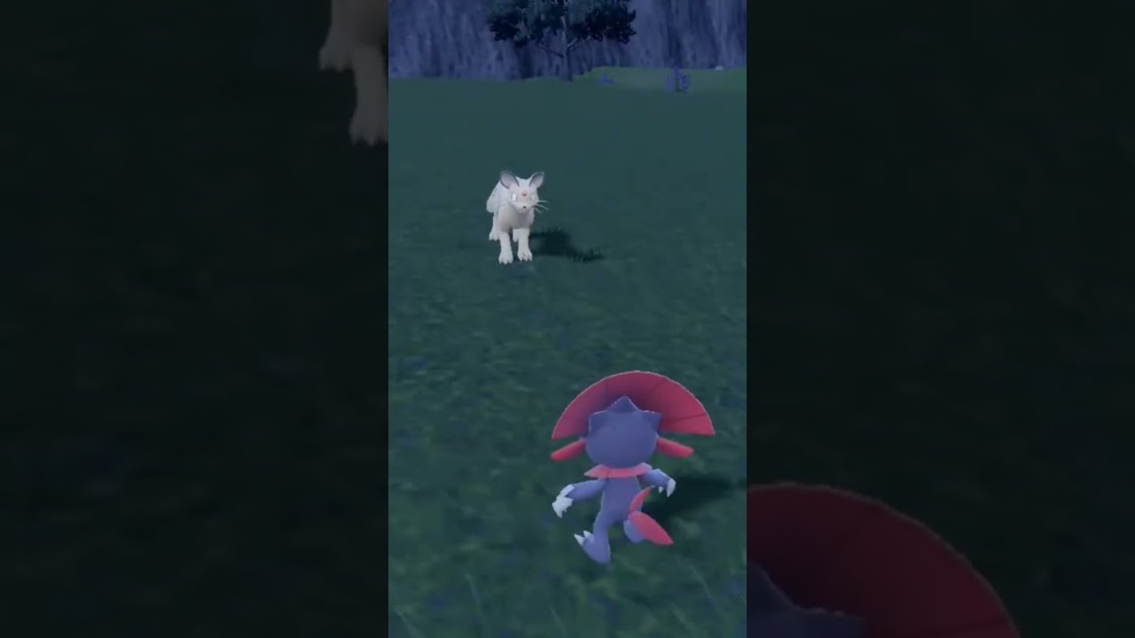 スカーレットバイオレットで数少ないネコポケモン マニューラVSペルシアン #ポケモンsv #ポケモンスカーレットバイオレット