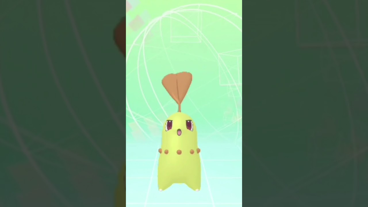 🍐🌱 チコリータ ポケットモンスター #ポケットモンスター #任天堂 #pokemon #nintendo #anime #pokemonhome