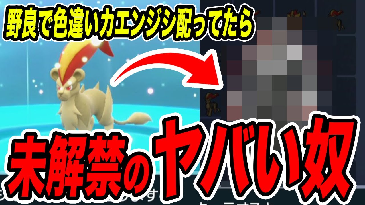 【ポケモンSV】色違いカエンジシを野良で配っていたら未解禁のヤバい改造が来てしまった…【スカーレットバイオレット/スカバイ】