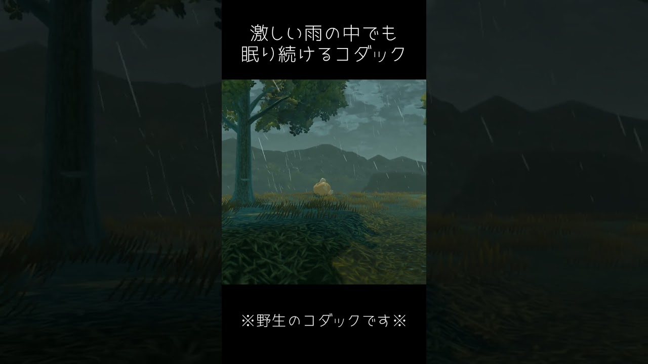 激しい雨の中でも眠り続けるコダック【ポケモンレジェンズアルセウス】