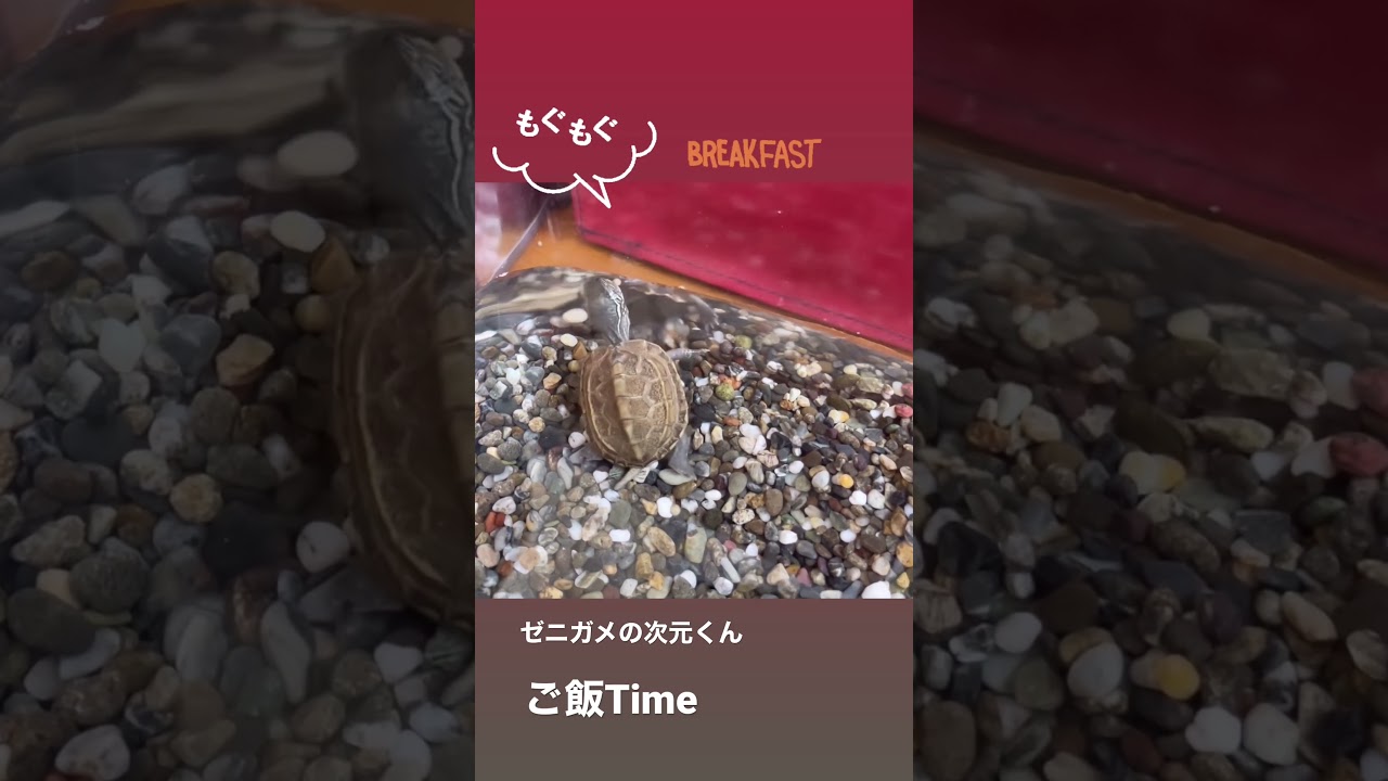 ゼニガメ飼育