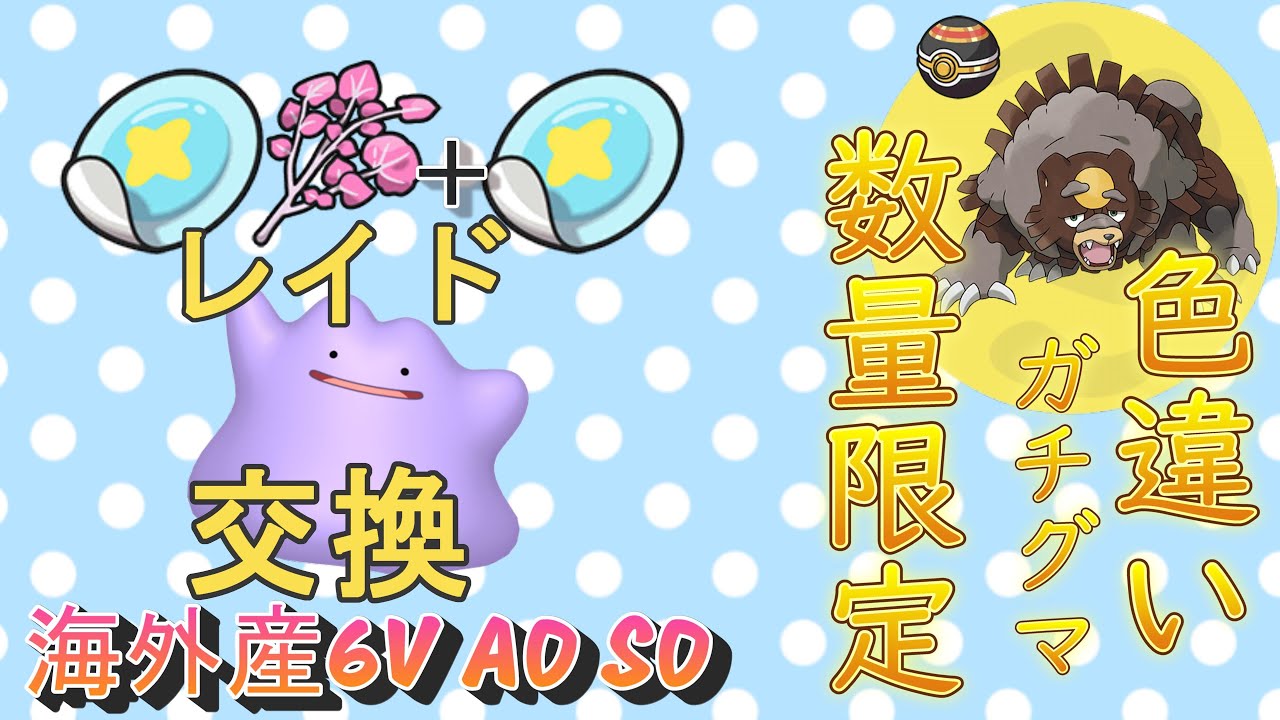 日常おかえり！ 24体限定 色違いガチグマ 配布   パッチとスパイスレイド探す　海外産 6V S0 A0メタモン配布「Pokémon」「ポケモンSV」 7月3日　配布ライブ