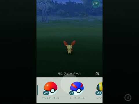 【Pokemon GO】Wailmer　ひかった！プラスル色違い