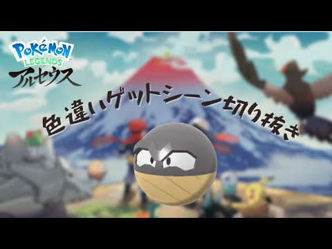 オヤブン色違いビリリダマ・マルマインがデカすぎてヤバい（ビリリダマ）#short