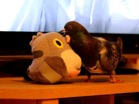 あさひ、マメパトとの闘い。