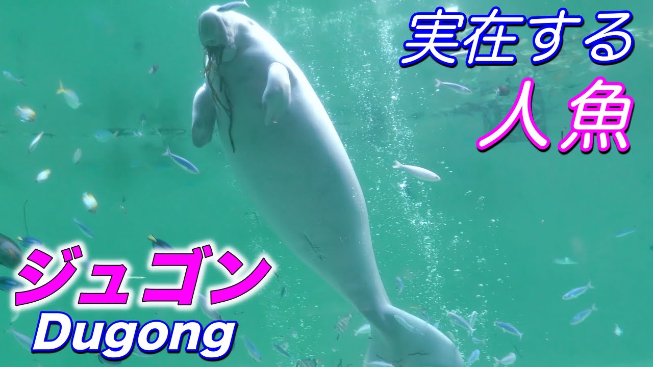 【伝説】ジュゴンの生態〜人魚のモデルと言われる絶滅危惧種の海の動物（Dugong）〜