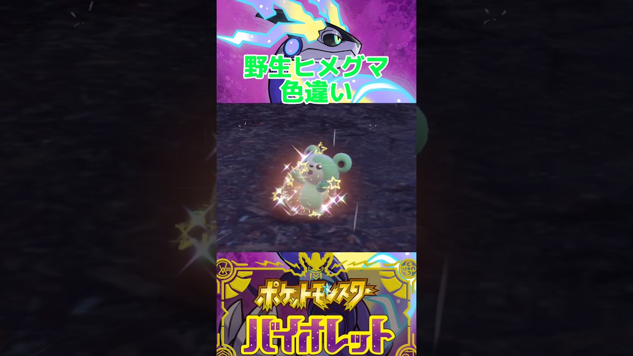 野生ヒメグマ色違い【ポケモンSV】 #shorts
