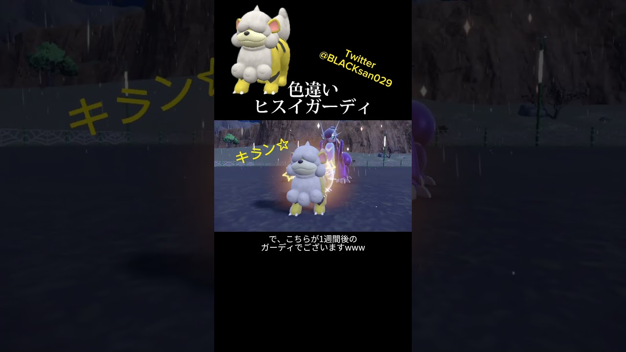 【ポケモンSV】ヒスイガーディ、ヒスイウィンディを求めて #ポケモンsv #ポケットモンスター #色違い #色違い厳選 #ヒスイ #ガーディ #ウィンディ#shorts