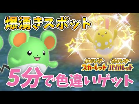 【ポケモンSV】画面固定で簡単ゲット！色違いマリルリ・マリルを爆速ゲットする厳選方法