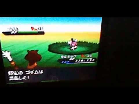 光沢ゴチムわずか5日後