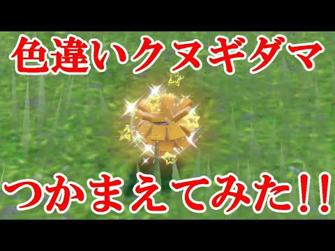 【ポケモンSV】色違いクヌギダマつかまえてみた！！