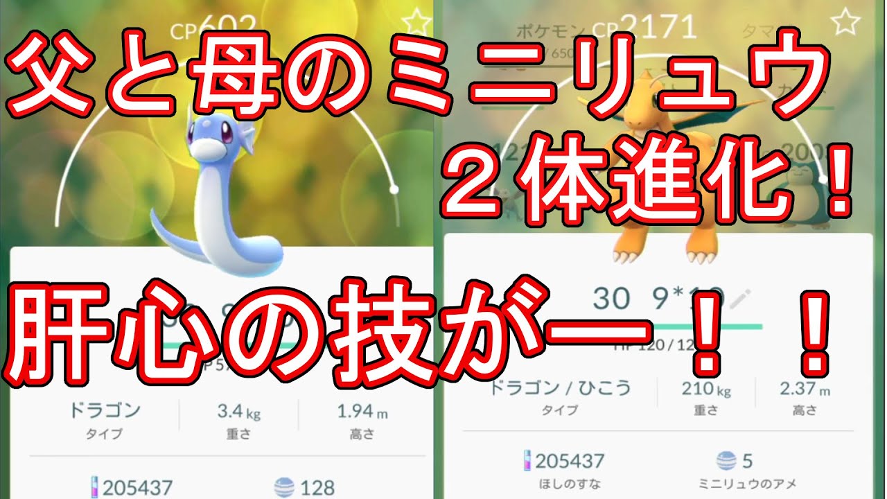 【ポケモンGO】父と母のミニリュウをカイリューに！肝心の技がー！！【PokemonGO】