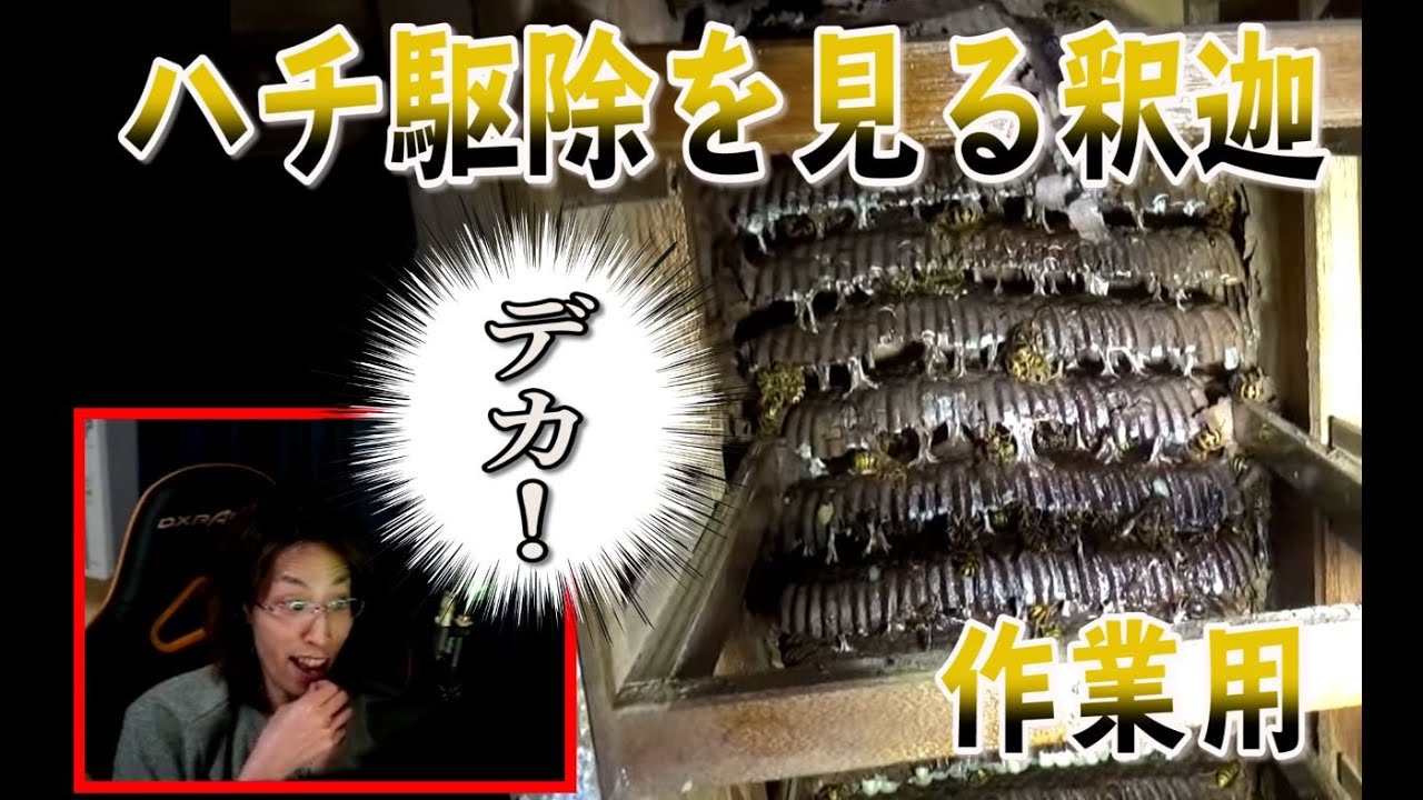 閲覧注意！　蜂駆除を見る釈迦～作業用～【リクエスト】