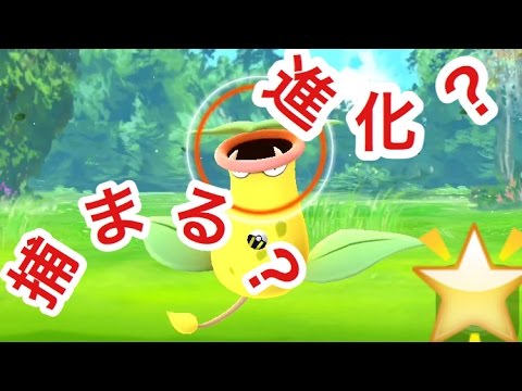 ポケモンGOウツボットへ進化か？捕獲成功か？を実況！