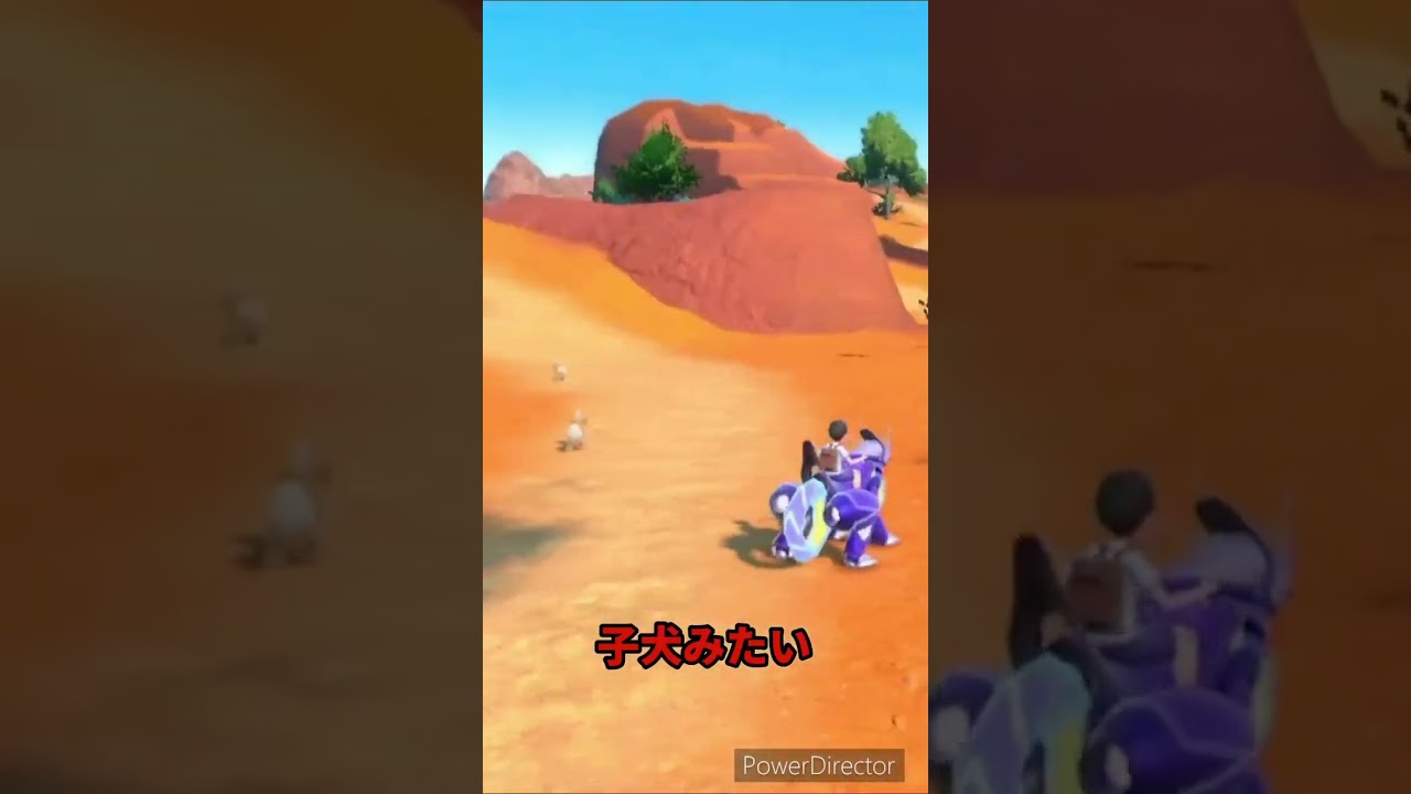 【ポケモンバイオレット】子犬の様に走るガーディがかわいい　#ポケモンバイオレット #ゲームリハビリ