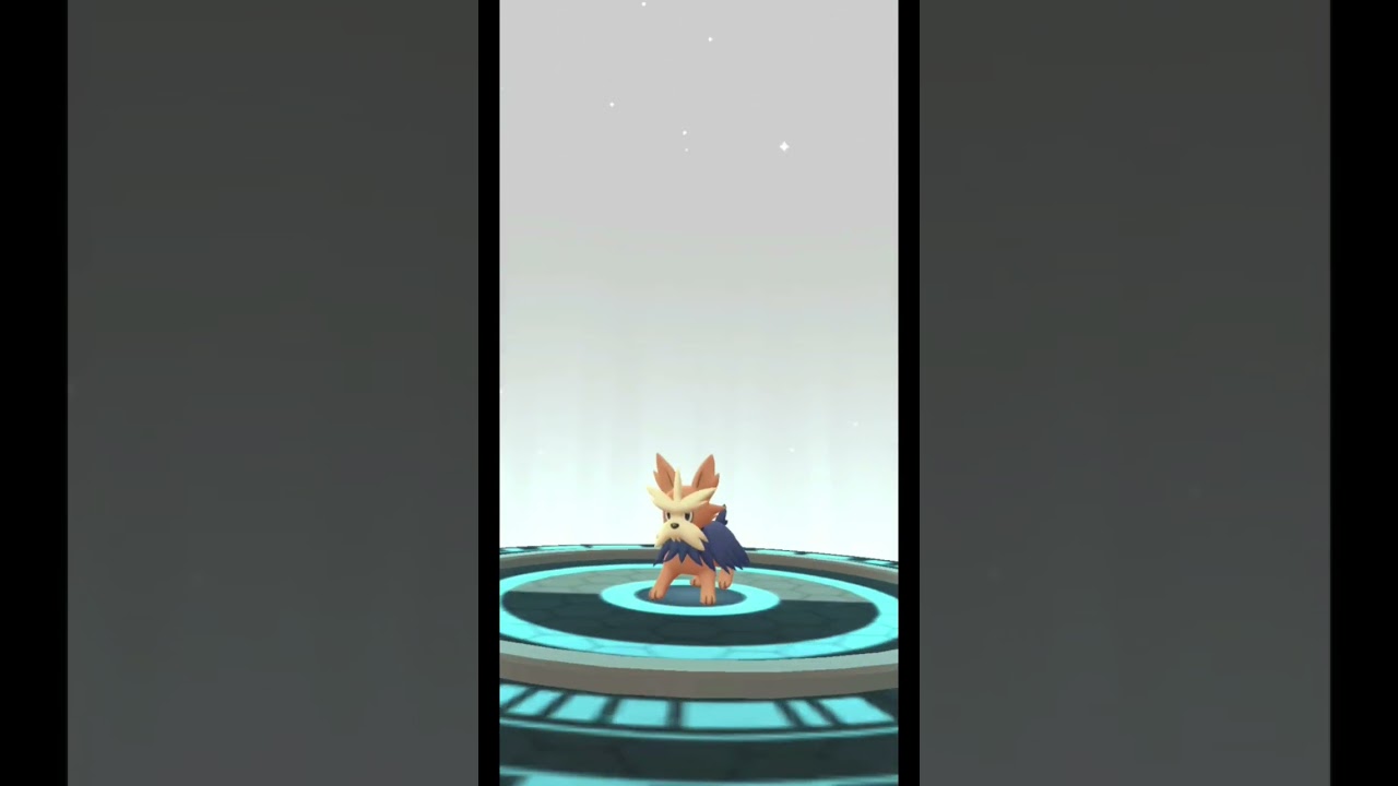 XXL Lillipup evolves into... #herdier #xxl #pokemongo #pokemon #lillipup #unova #normal #gen5 #evo