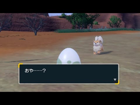 タマゴの横を通過するガーディが可愛い！！ #ポケモンsv