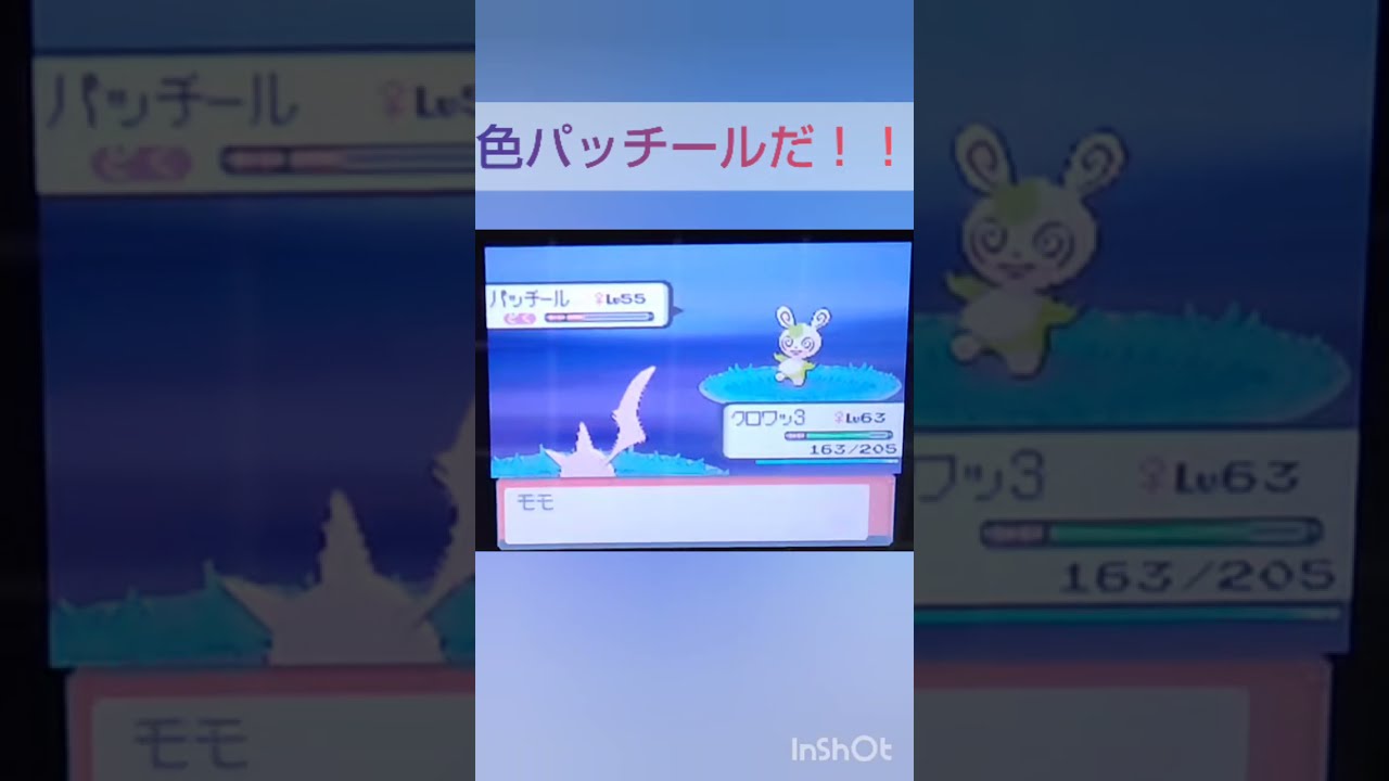 【ポケモンDP】色違い捕獲日記　16日目　パッチール　【PokémonDP】The diary Capturing shiny Pokémon's.　Day16　Spinda　#shorts