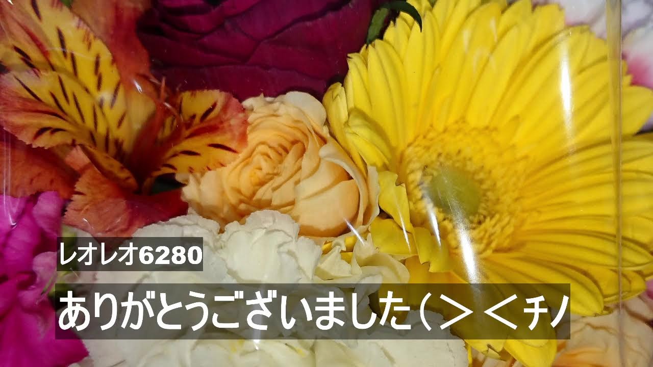 【参加型】夜☆ポケユナ（ホシガリスのHP特化つよい！）、スプラ３（プラベやったよ＾＾）、モンハン（双剣、砥石高速！）、ポケモンカードゲーム（こだわりベルト２枚追加！）の配信☆#11