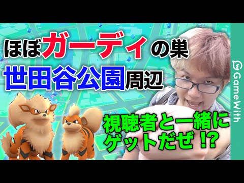 【ポケモンGO】ほぼガーディの巣！？レアポケモンの巣！世田谷公園周辺で視聴者と一緒に検証！【Pokemon GO】