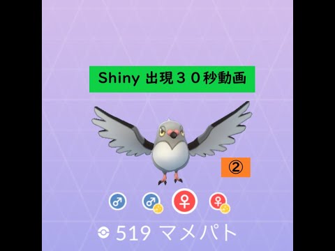 【Pokémon GO】Rarity ”B”＃519 マメパト ☆shiny☆#Shorts