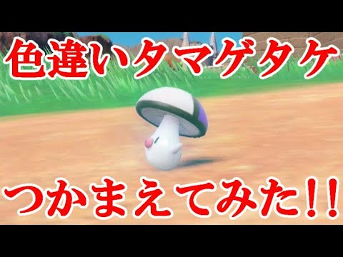 【ポケモンSV】色違いタマゲタケつかまえてみた！！
