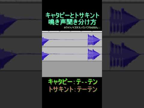 ポケットモンスター　キャタピーとトサキントの鳴き声の聞き分け方　#shorts