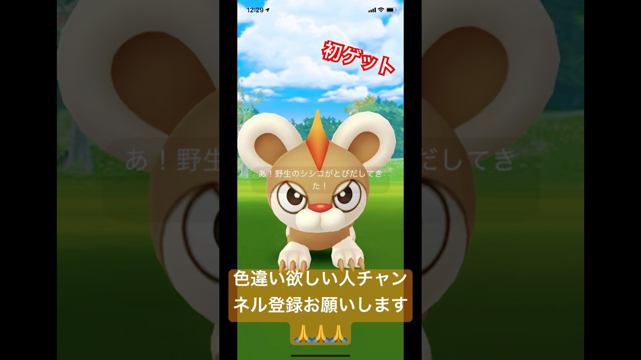 シシコの色違い！初ゲットだー！！ #shorts #short #ポケgo #ポケモン #ポケモンgo #pokemon #色違い #ポケモンgo色違い