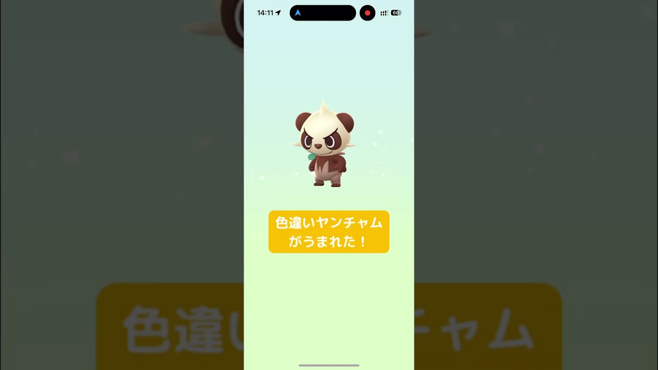 【ポケモンGO】色違いヤンチャムがうまれた！/SHINY Pancham hatched！#shorts
