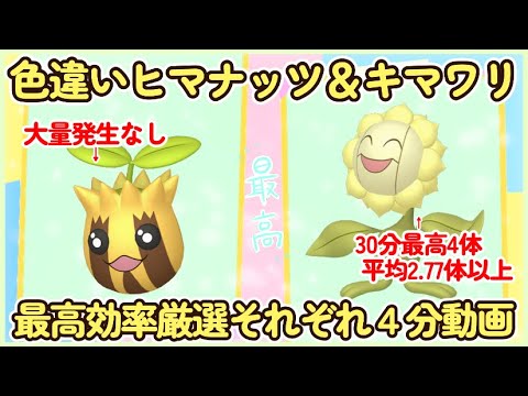 色違いヒマナッツ＆キマワリ最高効率それぞれ4分動画キマワリ最高4体平均2.77体以上#ポケモンsv #最高効率 #色違い #ヒマナッツ #キマワリ #大量発生なし