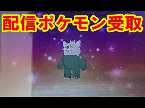 【緊急捕獲キテルグマ】ポケモンサンムーンで配信中のポケモンや道具受っとってみた