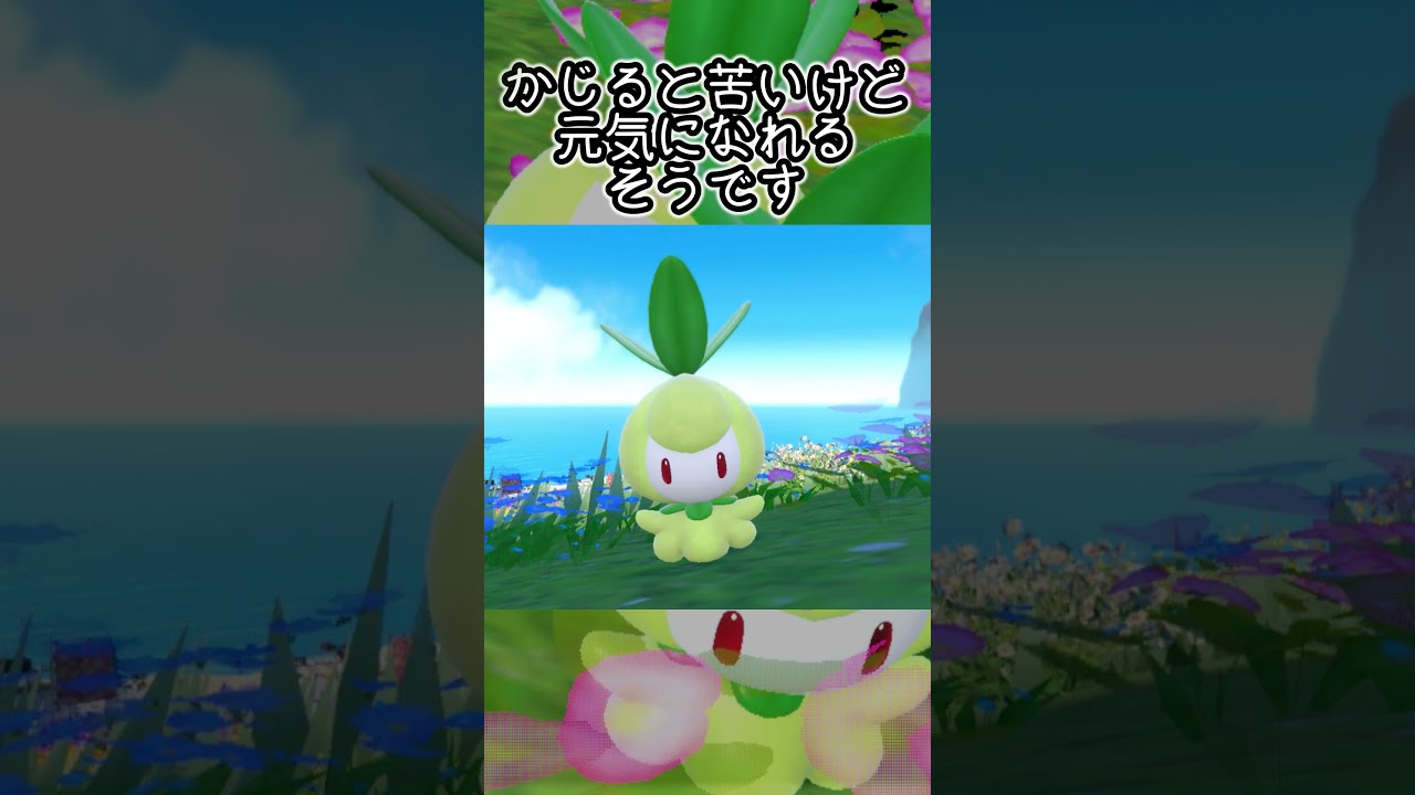 【疲れた人向け】チュリネ6匹とピクニック【ポケモンSV】#Shorts
