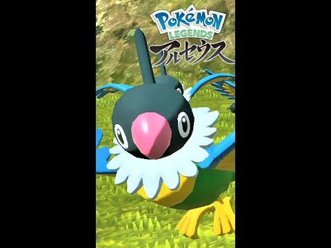 【疲れた人向け】6羽のペラップを見て癒されよう【ポケモンレジェンズアルセウス】#Shorts