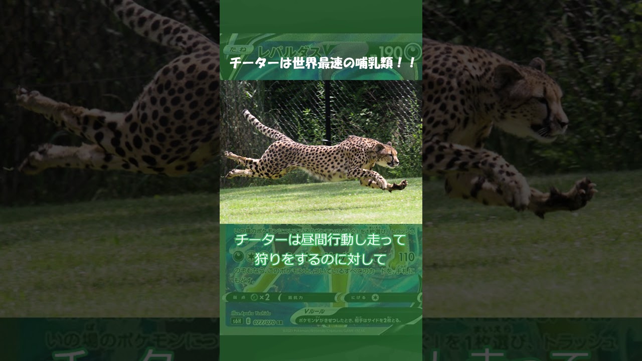 ずんだもんのポケモン元ネタ解説 レパルダス#Shorts