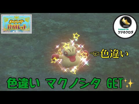 【ポケモンSV】Shiny Makuhita GET✨   Makuhita → Hariyama Evolve 🔥