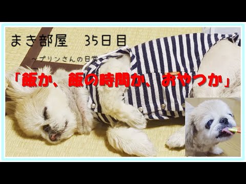 まき部屋　35日目　【プリンさんの日常、飯か飯の時間か、おやつか】#井上真希 #inomaki96 #デイリープリン #ペキニーズ #ペット #チュール