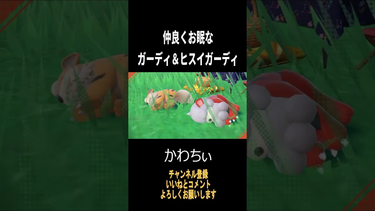 【ポケモンSV】２匹でおねんね！ガーディ＆ヒスイガーディ#shorts