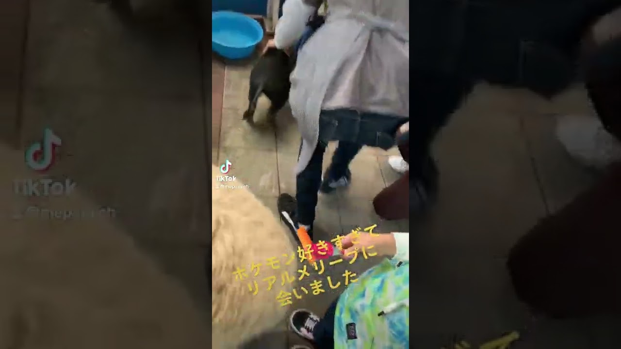 【#pokemon 】リアルメリープに会いました#shorts