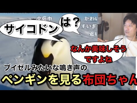 ブイゼルみたいな鳴き声のペンギンを見る布団ちゃん