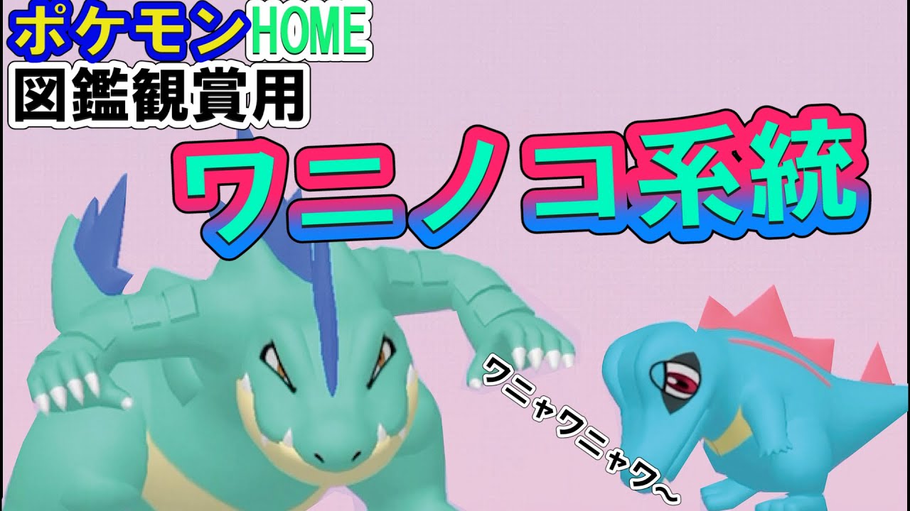 【ポケモンHOME】　図鑑観賞用　ワニノコ系統